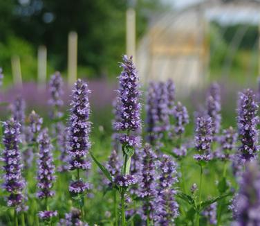 Agastache x Black Adder