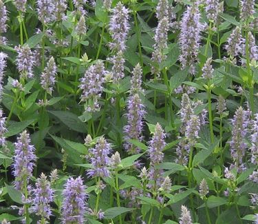 Agastache x 'Blue Fortune' 