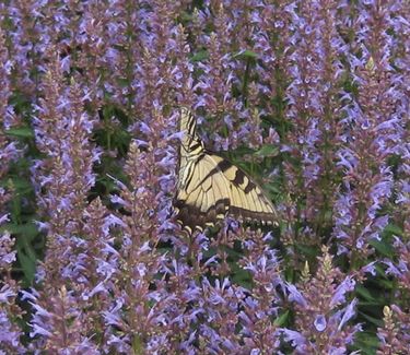 Agastache x 'Purple Haze' - Anise Hysso