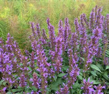 Agastache x Purple Haze 