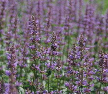 Agastache x Purple Haze 