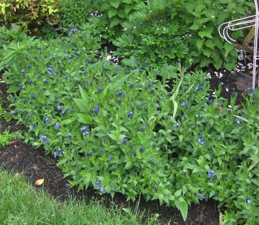 Amsonia tabernaemontana Blue Ice - Blue Star Flowe