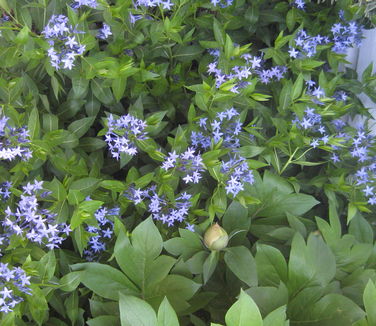 Amsonia tabernaemontana Blue Ice 