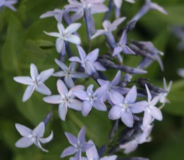 Amsonia tabernaemontana 'Blue Ice'