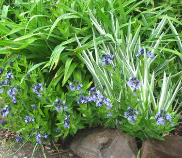 Amsonia tabernaemontana Blue Ice