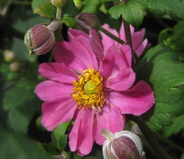 Anemone x 'Pamina' - Japanese Anemone