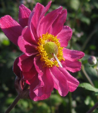 Anemone x 'Pamina' - Japanese Anemone