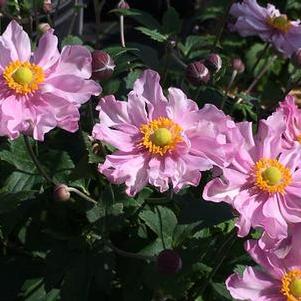 Anemone x hybrida Fantasy™ 'Pocahontas'