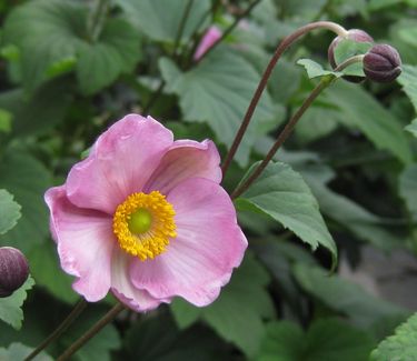 Anemone x 'September Charm' - Japanese Anemone 