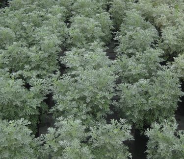 Artemisia x 'Powis Castle' - Wormwood