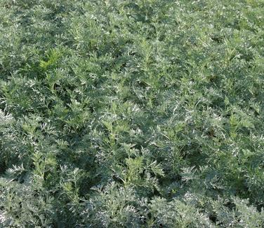 Artemisia x Powis Castle - Wormwood