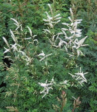 Aruncus aesthusifolius - Miniature Goat's Beard 