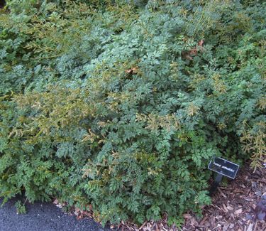 Aruncus aesthusifolius - Miniature Goat's Beard (Scott Arb)