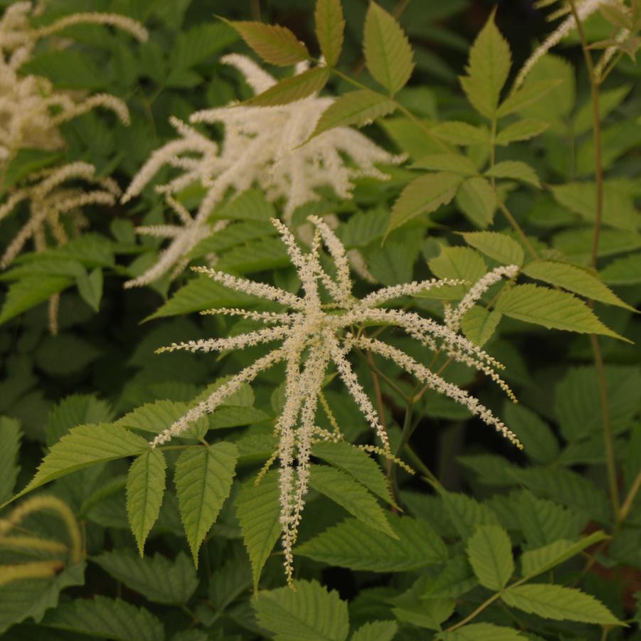 Aruncus dioicus w/ Rosa Knock Out