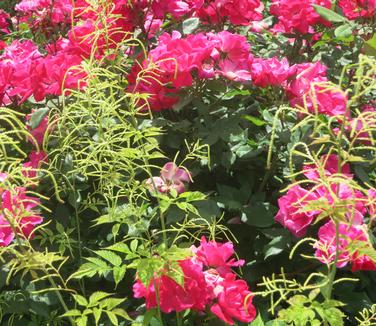 Aruncus dioicus w/ Rosa Knock Out