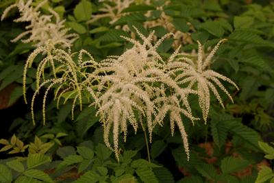 Aruncus dioicus - Goat's Beard