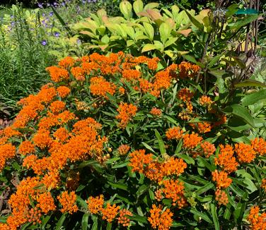 Asclepias tuberosa - Butterfly Weed from Pleasant Run Nursery