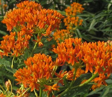 Asclepias tuberosa 