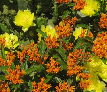 Asclepias tuberosa & Opuntia