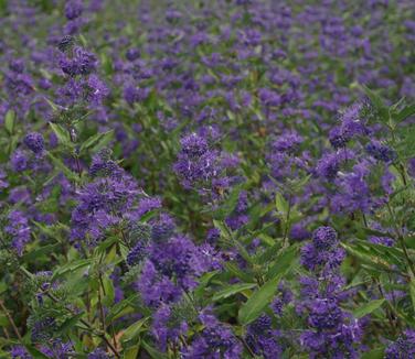 Caryopteris x clandonensis Longwood Blue 