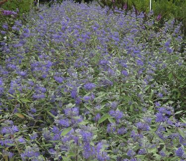 Caryopteris x clandonensis Longwood Blue