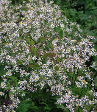 Aster divaricatus Eastern Star - White Wood Aster