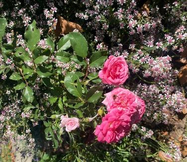 Aster divaricatus Eastern Star (Photo: Lisa Fernandez)