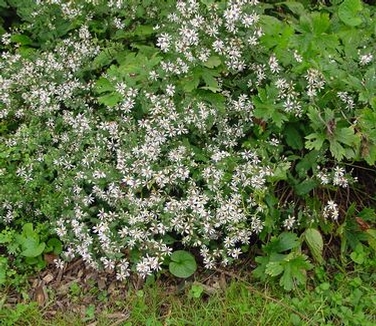 Aster divaricatus 'Eastern Star' 