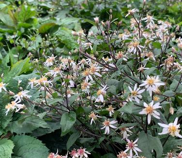 Aster divaricatus 'Eastern Star' 