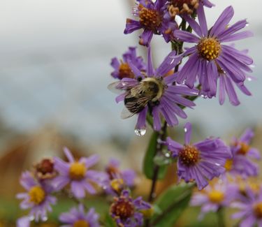 Aster laevis 'Bluebird' 