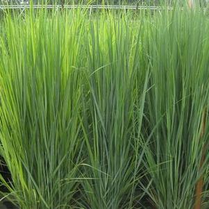 Panicum virgatum Northwind