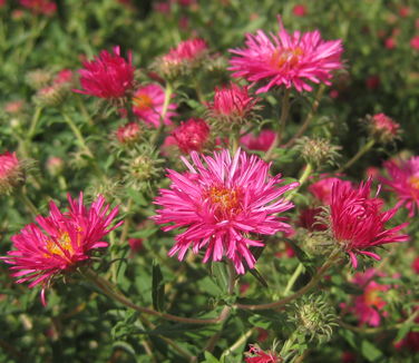 Aster novae-angliae 'Alma Potschke' - New England Aster