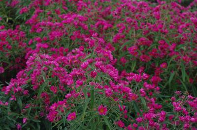 Aster novae-angliae 'Alma Potschke' - New England Aster