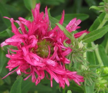 Aster novae-angliae 'Alma Potschke' - New England Aster