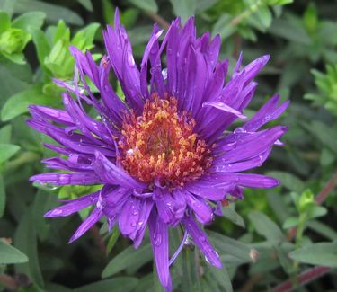 Aster novae-angliae 'Purple Dome' - New England Aster 