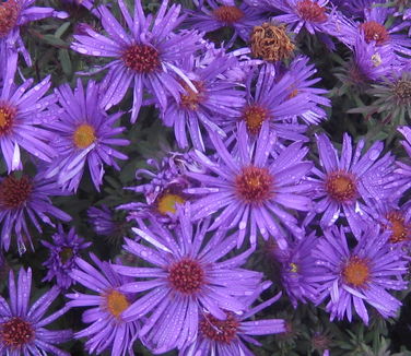 Aster novae-angliae Purple Dome