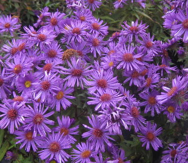 Aster novae-angliae 'Purple Dome'