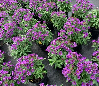 Aster novae-angliae 'Purple Dome' - New England Aster from Pleasant Run Nursery