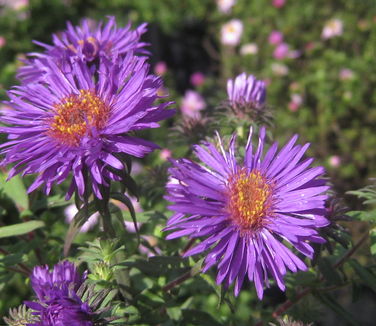 Aster novae-angliae Purple Dome - New England Aster