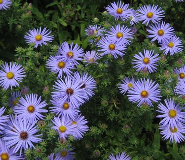 Aster oblongifolius October Skies