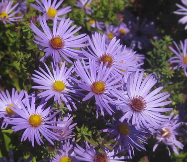 Aster oblongifolius October Skies 