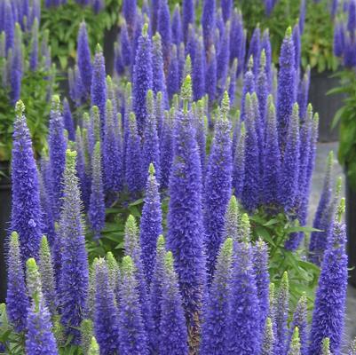 Veronica spicata Royal Candles