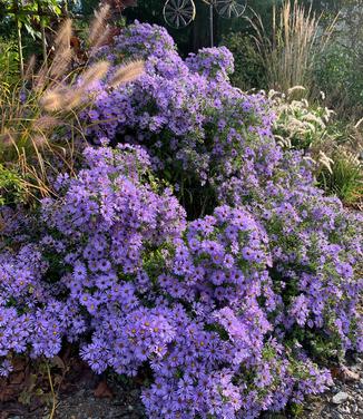 Aster oblongifolius October Skies