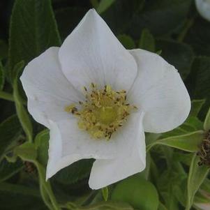 Rosa rugosa Alba