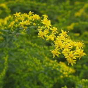 Solidago rugosa Fireworks