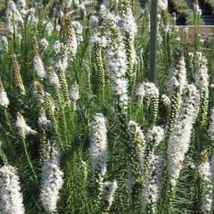 Liatris spicata Floristan White