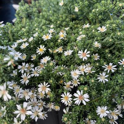 Aster ericoides Snow Flurry