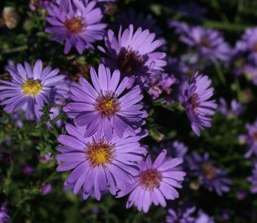 Aster Wood's Purple 