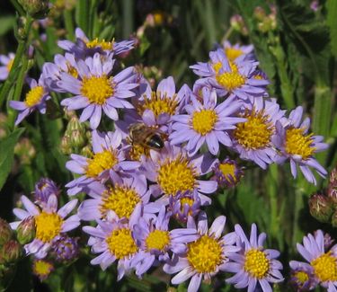 Aster tataricus Jin-dai