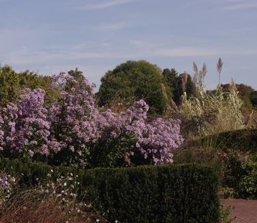 Aster tataricus Jin-dai (@ Longwood)